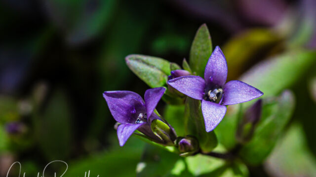 Gentianella amarella ssp. acuta Autumn dwarf gentian, Gentianella amarella ssp. acuta