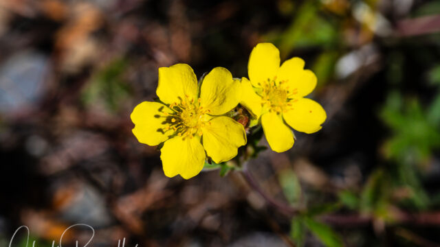 Potentilla gracilis var. fastigiata Slender cinquefoil (aka Nuttall's cinquefoil), Potentilla gracilis var. fastigiata