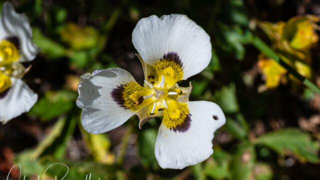 Calochortus leichtlinii Leichtlin's mariposa lily, Calochortus leichtlinii