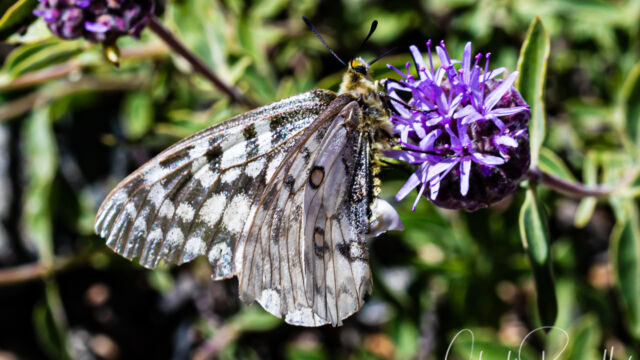 Parnassius clodius. on Mountain coyote mint, Monardella odoratissima ssp. glauca Clodius Parnassian, Parnassius clodius. on Mountain coyote mint, Monardella odoratissima ssp. glauca