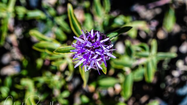 Monardella odoratissima ssp. glauca Mountain coyote mint, Monardella odoratissima ssp. glauca
