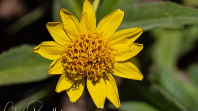 Arnica lanceolata ssp. prima Clasping arnica, Arnica lanceolata ssp. prima