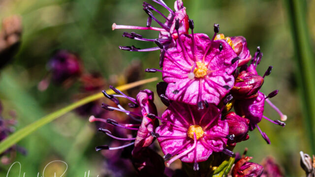 Phyllodoce breweri Purple mountainheath, Phyllodoce breweri