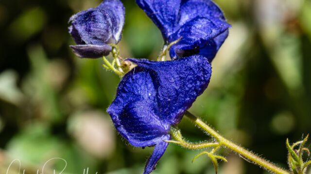 Aconitum columbianum ssp. columbianum Columbian Monkshood, Aconitum columbianum ssp. columbianum