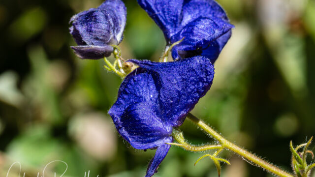 Aconitum columbianum ssp. columbianum Columbian Monkshood, Aconitum columbianum ssp. columbianum