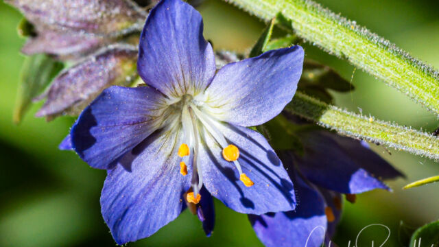 Western polemonium (aka Western sky pilot) Western polemonium (aka Western sky pilot), Polemonium occidentale