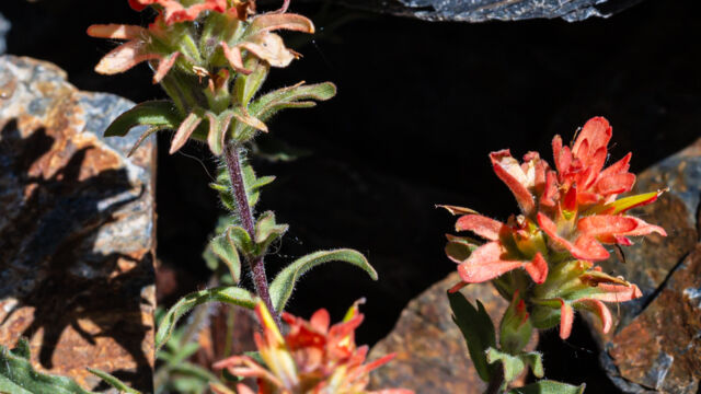 Castilleja applegatei ssp. pallida Wavy leaf paintbrush, Castilleja applegatei ssp. pallida