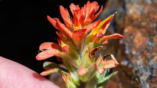 Castilleja applegatei ssp. pallida Wavy leaf paintbrush, Castilleja applegatei ssp. pallida