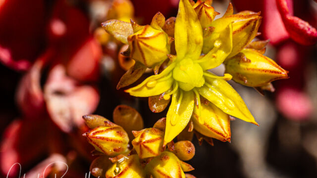 Spearleaf stonecrop Spearleaf stonecrop, Sedum lanceolatum