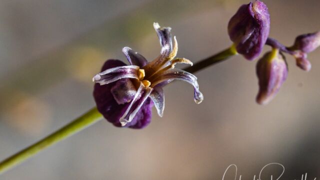 Mountain jewelflower Mountain jewelflower, Streptanthus tortuosus