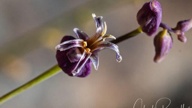 Mountain jewelflower Mountain jewelflower, Streptanthus tortuosus