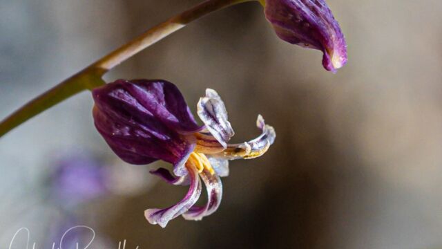 Streptanthus tortuosus Mountain jewelflower, Streptanthus tortuosus