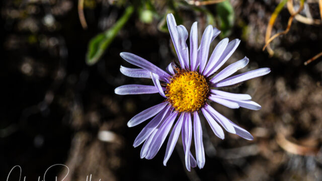 Erigeron clokeyi var. pinzliae Clokey's fleabane, Erigeron clokeyi var. pinzliae