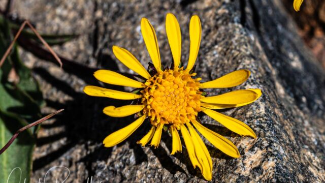 Pyrrocoma apargioides Alpine flames, Pyrrocoma apargioides