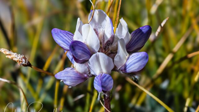 Lupinus lepidus var. lobbii Lobb's dwarf lupine, Lupinus lepidus var. lobbii