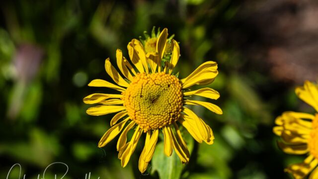 Hymenoxys hoopesii Owl's claws, Hymenoxys hoopesii