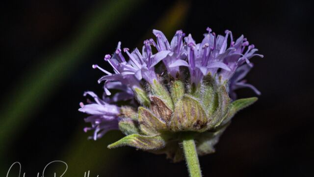 Monardella odoratissima ssp. glauca Mountain coyote mint, Monardella odoratissima ssp. glauca