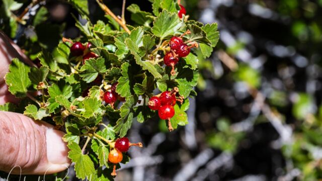 Ribes cereum Wax currant, Ribes cereum