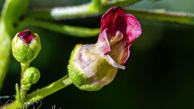 Scrophularia desertorum Desert figwort, Scrophularia desertorum