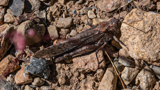 Bandwing grasshopper, Circotettix sp. Bandwing grasshopper, Circotettix sp.