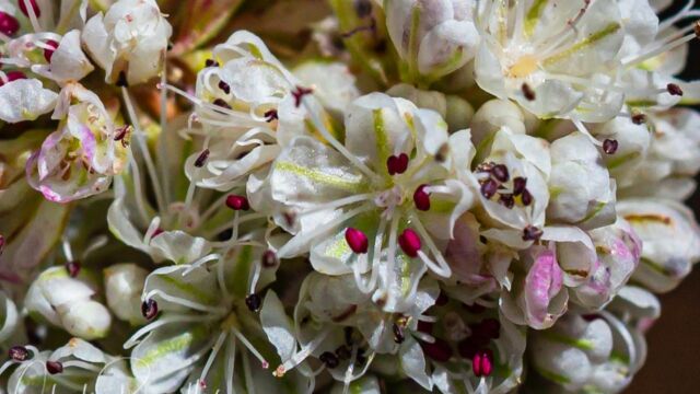 Eriogonum nudum Naked buckwheat, Eriogonum nudum