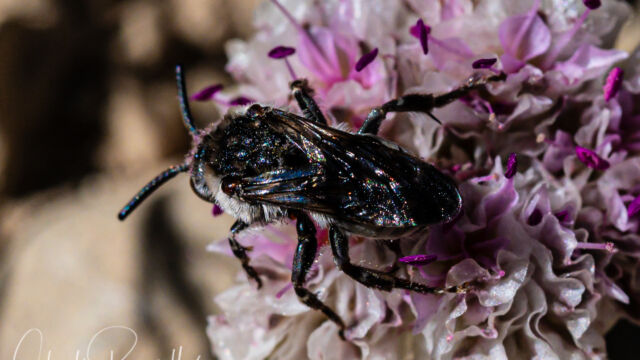 The Melectini are a tribe of medium- to large-sized cuckoo bees in the family Apidae, found essentially worldwide. They are brood parasites of the related typical digger bees (Anthophorini) and occasionally visit flowers. Cuckoo bee, tribe Melectini