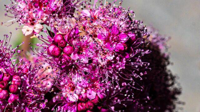 Spiraea splendens Rose meadowsweet, Spiraea splendens