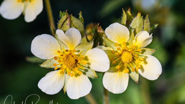 Drymocallis lactea var. lactea Sierran woodbeauty, Drymocallis lactea var. lactea