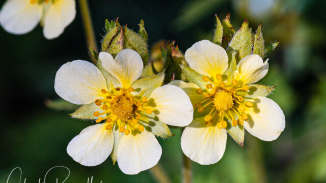 Drymocallis lactea var. lactea Sierran woodbeauty, Drymocallis lactea var. lactea
