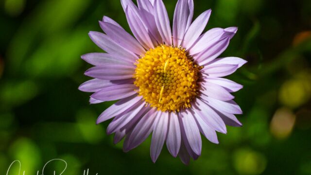 Erigeron glacialis Wandering fleabane, Erigeron glacialis