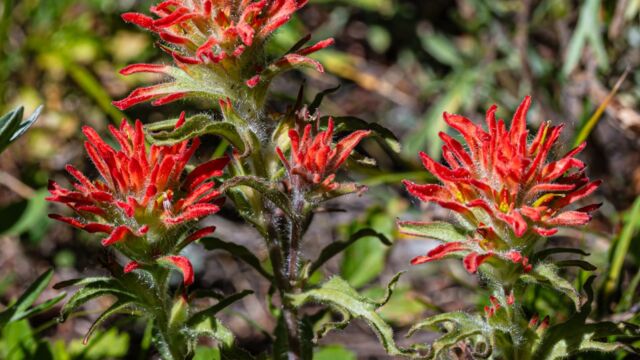 Castilleja applegatei ssp. pallida aka Castilleja applegatei var. breweri Brewer's paintbrush, Castilleja applegatei ssp. pallida aka Castilleja applegatei var. breweri