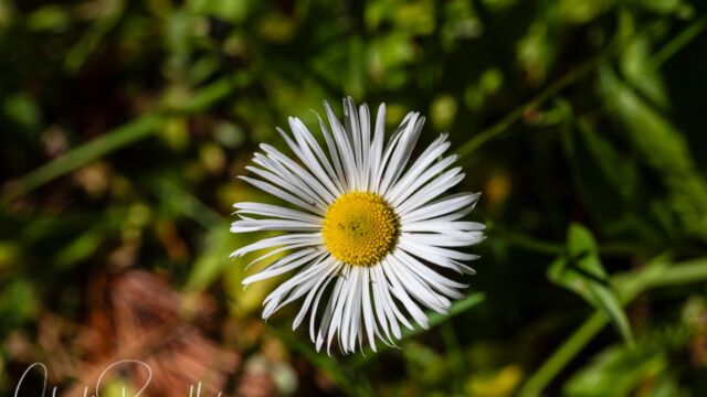 Erigeron coulteri Coulter's fleabane, Erigeron coulteri