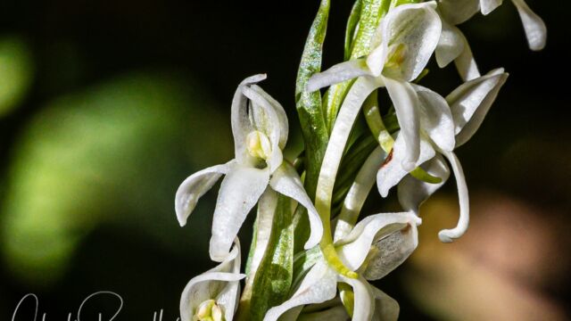 Sierra bog orchid Sierra bog orchid, Platanthera dilatata var. leucostachys