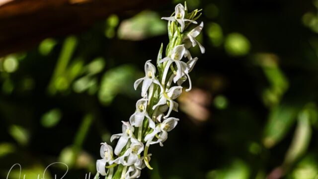 Platanthera dilatata var. leucostachys Sierra bog orchid, Platanthera dilatata var. leucostachys