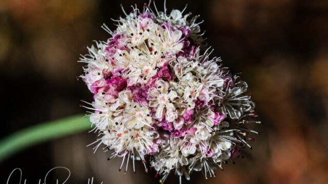 Eriogonum nudum Naked buckwheat, Eriogonum nudum