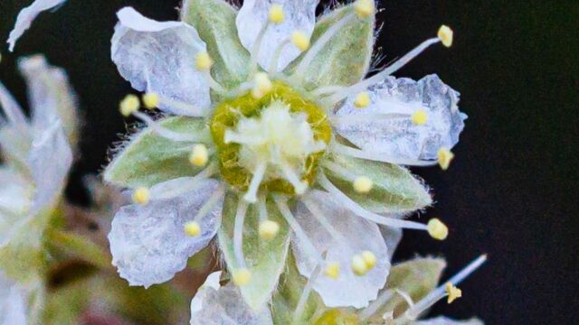 Holodiscus discolor Ocean spray, Holodiscus discolor