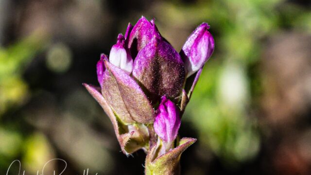 Orthocarpus cuspidatus ssp. cryptanthus Cryptantha Owl's-Clover, Orthocarpus cuspidatus ssp. cryptanthus