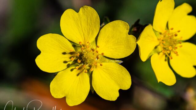 Slender cinquefoil (aka Nuttall's cinquefoil) Slender cinquefoil (aka Nuttall's cinquefoil), Potentilla gracilis var. fastigiata