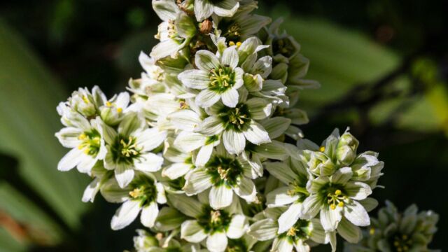Veratrum californicum var. californicum California corn lily (California false hellebore), Veratrum californicum var. californicum