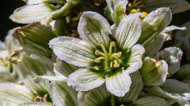 Veratrum californicum var. californicum California corn lily (California false hellebore), Veratrum californicum var. californicum