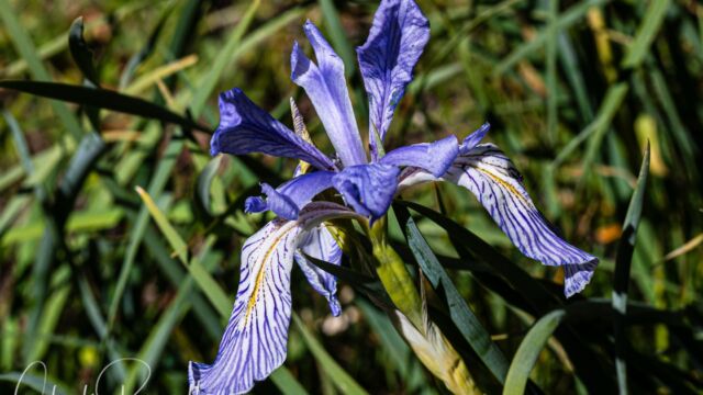 Iris missouriensis Western blue flag, Iris missouriensis