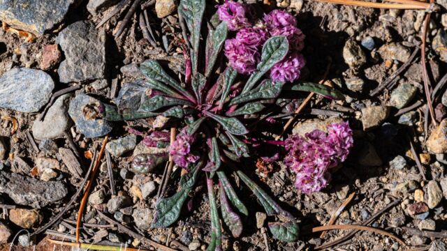 Calyptridium monospermum One seeded pussypaws, Calyptridium monospermum