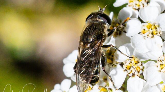 Asemosyrphus polygrammus Common Sickleleg, Asemosyrphus polygrammus