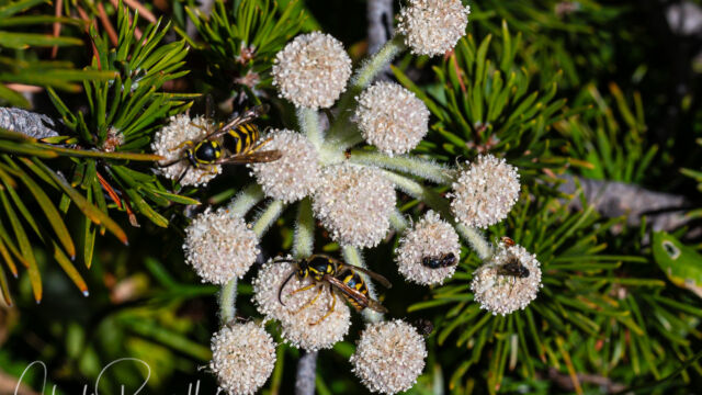 Angelica capitellata Ranger's buttons, Angelica capitellata