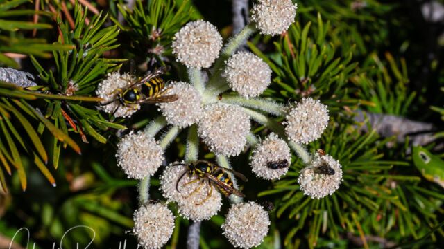 Angelica capitellata Ranger's buttons, Angelica capitellata