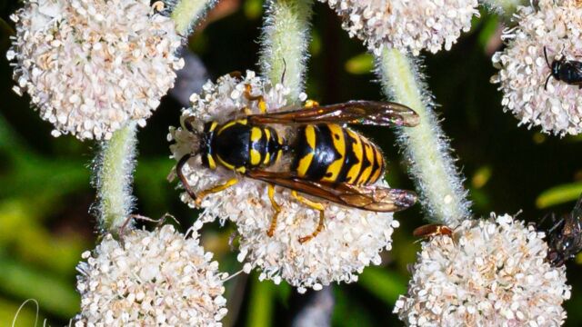 Dolichovespula arenaria ommon Aerial Yellowjacket Dolichovespula arenaria
