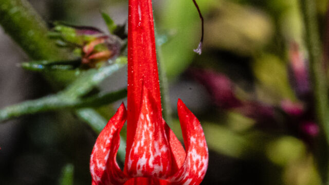 Ipomopsis aggregata ssp. aggregata Scarlet gilia, Ipomopsis aggregata ssp. aggregata