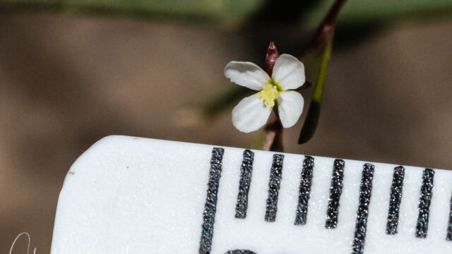 Gayophytum diffusum Diffuse groundsmoke, Gayophytum diffusum