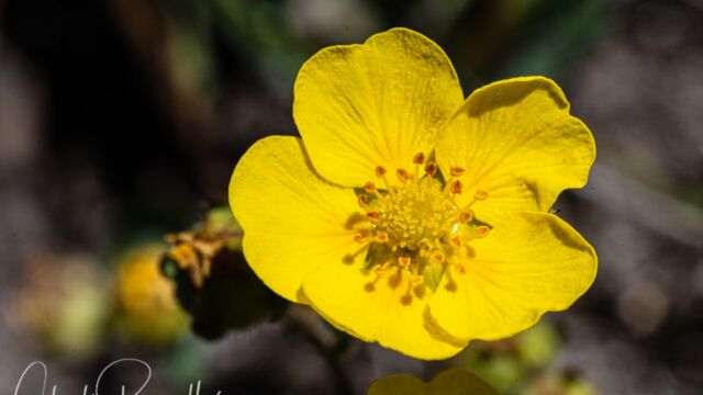Potentilla gracilis var. fastigiata Slender cinquefoil (aka Nuttall's cinquefoil), Potentilla gracilis var. fastigiata