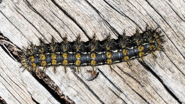 Hemileuca sp. Sheepmoth, Hemileuca sp.